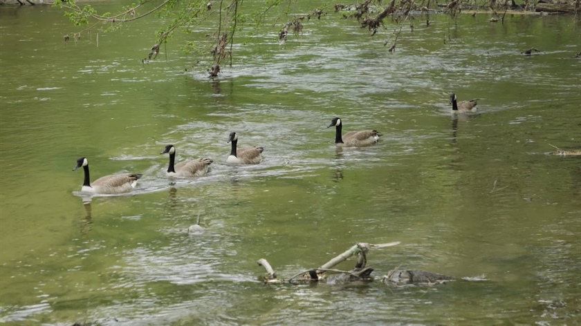 How Banksgiving Helped Support Environmental Stewardship in Southeast Michigan